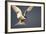 Arctic Tern in Flight-Paul Souders-Framed Photographic Print