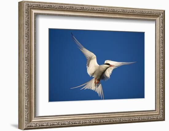 Arctic Tern in Flight-Paul Souders-Framed Photographic Print