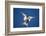 Arctic Tern in Flight-Paul Souders-Framed Photographic Print