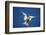 Arctic Tern in Flight-Paul Souders-Framed Photographic Print