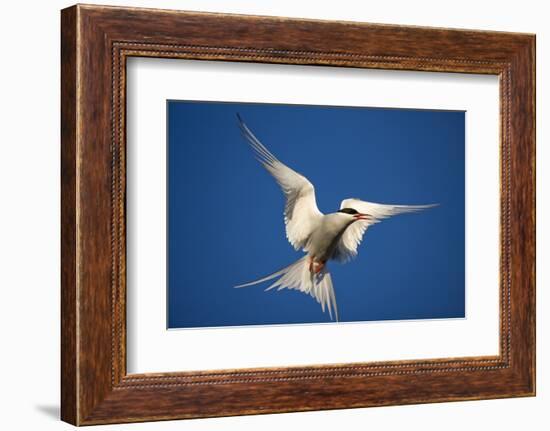 Arctic Tern in Flight-Paul Souders-Framed Photographic Print