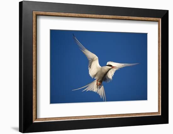 Arctic Tern in Flight-Paul Souders-Framed Photographic Print