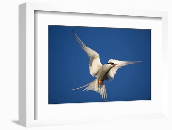 Arctic Tern in Flight-Paul Souders-Framed Photographic Print