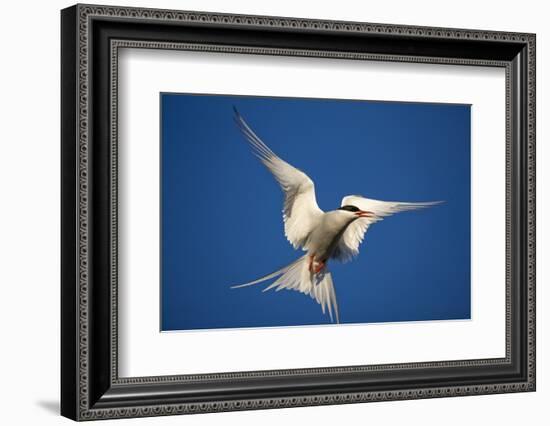 Arctic Tern in Flight-Paul Souders-Framed Photographic Print