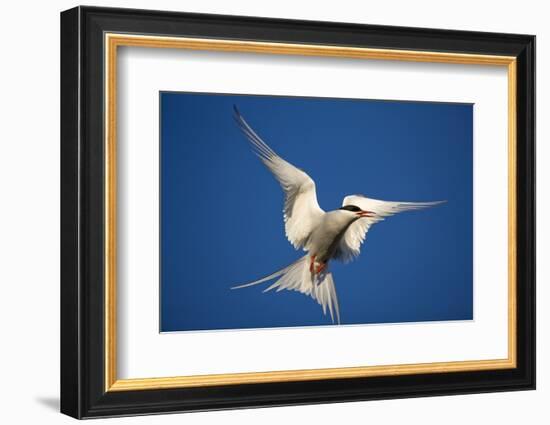 Arctic Tern in Flight-Paul Souders-Framed Photographic Print