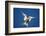 Arctic Tern in Flight-Paul Souders-Framed Photographic Print