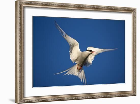 Arctic Tern in Flight-Paul Souders-Framed Photographic Print