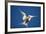 Arctic Tern in Flight-Paul Souders-Framed Photographic Print