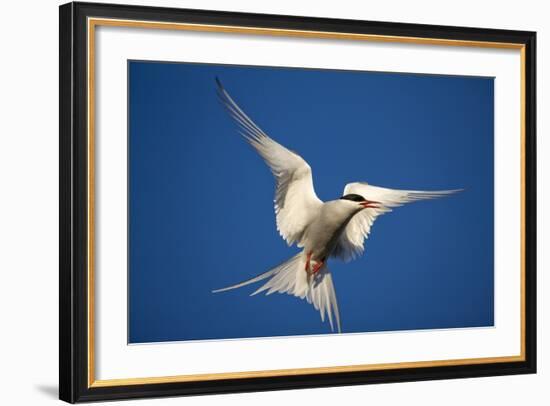 Arctic Tern in Flight-Paul Souders-Framed Photographic Print