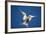 Arctic Tern in Flight-Paul Souders-Framed Photographic Print