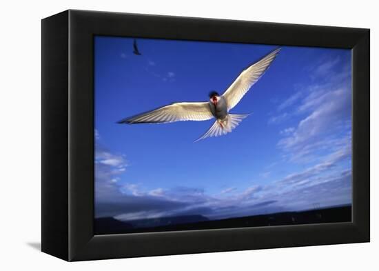 Arctic Tern in Iceland-null-Framed Premier Image Canvas