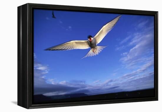 Arctic Tern in Iceland-null-Framed Premier Image Canvas