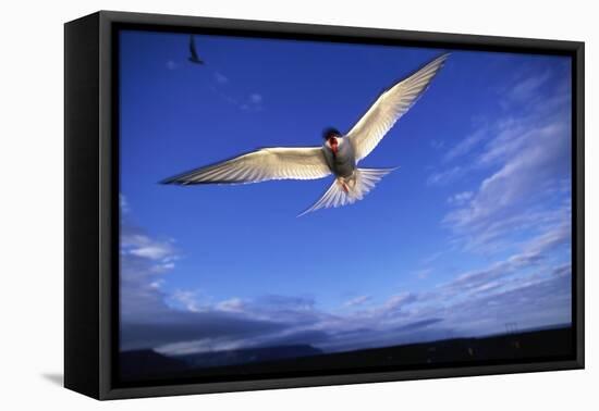 Arctic Tern in Iceland-null-Framed Premier Image Canvas