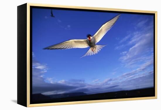 Arctic Tern in Iceland-null-Framed Premier Image Canvas