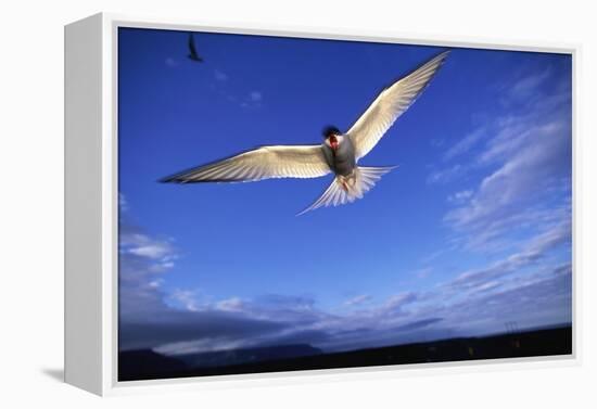 Arctic Tern in Iceland-null-Framed Premier Image Canvas