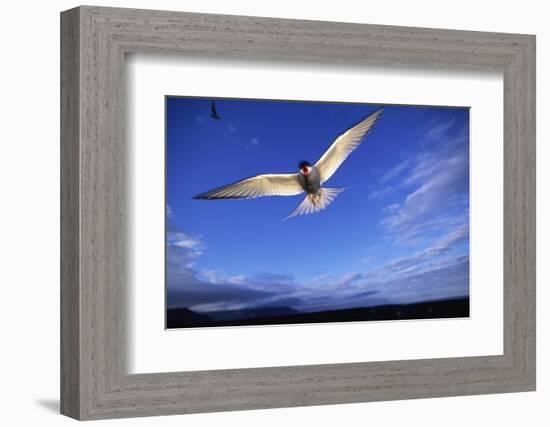 Arctic Tern in Iceland-null-Framed Photographic Print