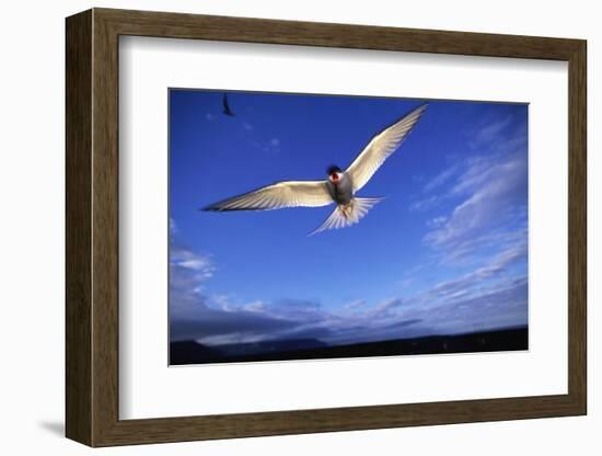 Arctic Tern in Iceland-null-Framed Photographic Print