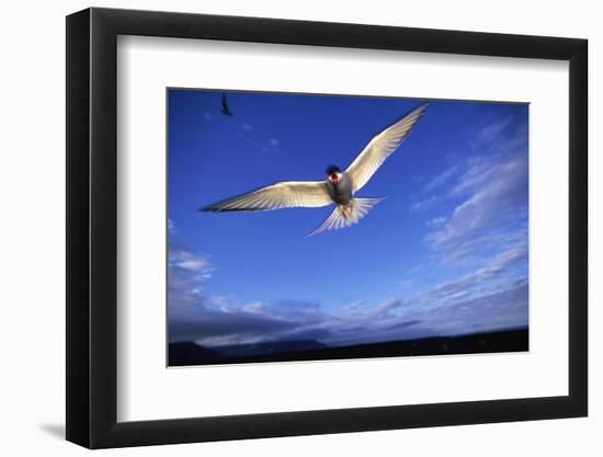 Arctic Tern in Iceland-null-Framed Photographic Print