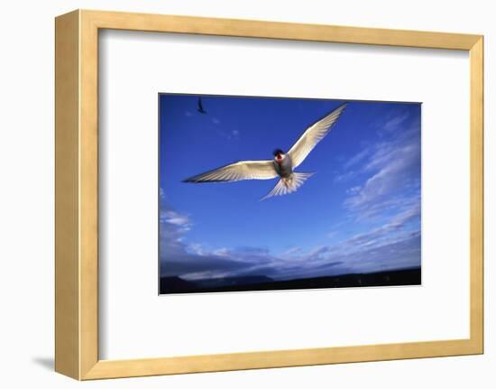 Arctic Tern in Iceland-null-Framed Photographic Print