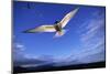 Arctic Tern in Iceland-null-Mounted Photographic Print