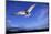 Arctic Tern in Iceland-null-Mounted Photographic Print