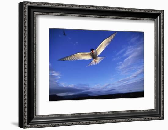 Arctic Tern in Iceland-null-Framed Photographic Print