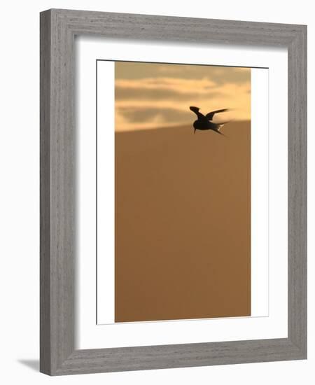 Arctic Tern preparing to dive-AdventureArt-Framed Photographic Print