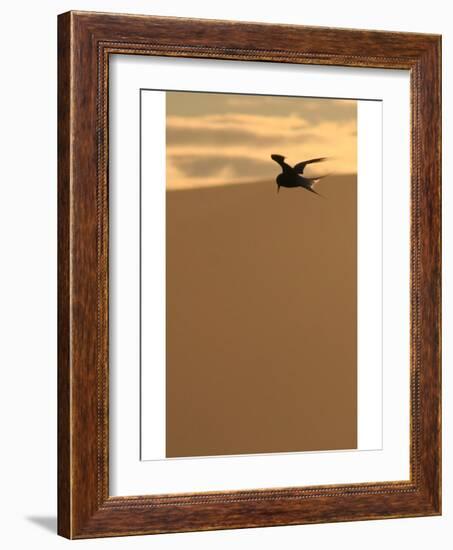 Arctic Tern preparing to dive-AdventureArt-Framed Photographic Print