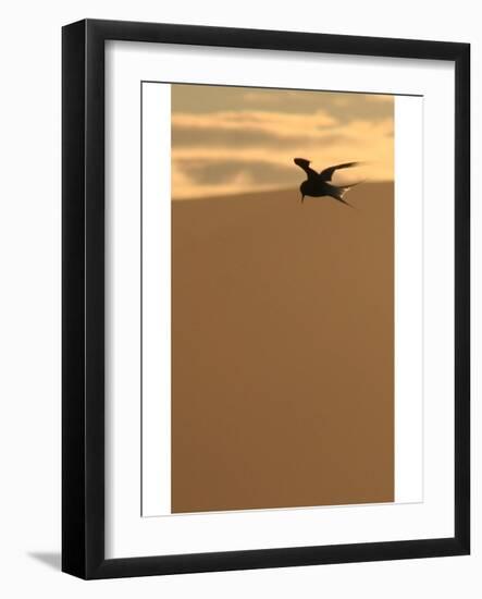 Arctic Tern preparing to dive-AdventureArt-Framed Photographic Print