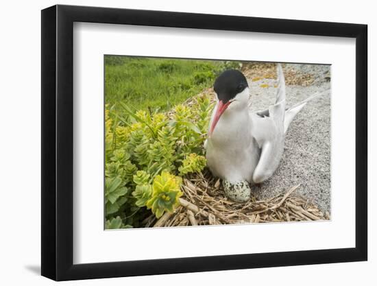 Arctic tern sitting on egg, Machias Seal Island, Bay of Fundy, New Brunswick, Canada-Nick Hawkins-Framed Photographic Print