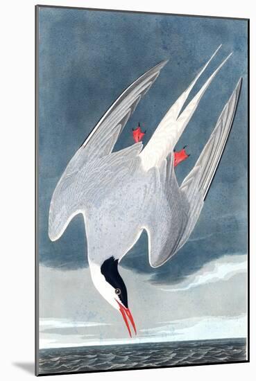 Arctic Tern, Sterna Paradisaea, from the Birds of America by John J. Audubon, Pub. 1827-38 (Hand Co-John James Audubon-Mounted Giclee Print