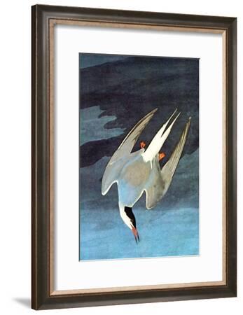 Arctic Tern Art Print by John James Audubon | Art.com