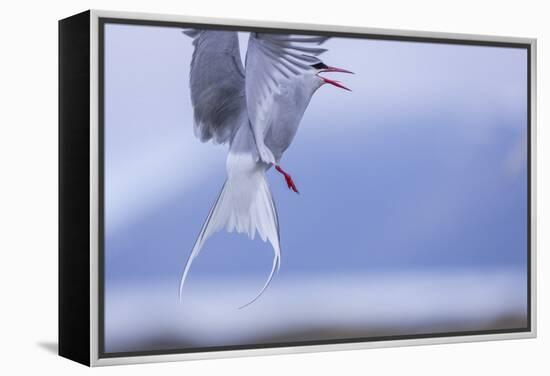 Arctic Tern-Arctic-Images-Framed Premier Image Canvas
