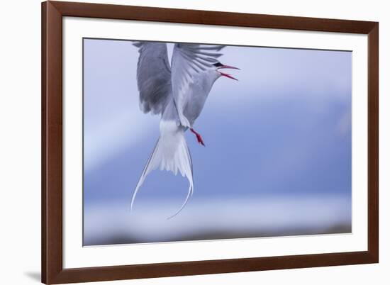 Arctic Tern-Arctic-Images-Framed Premium Photographic Print