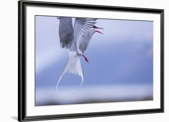 Arctic Tern-Arctic-Images-Framed Premium Photographic Print