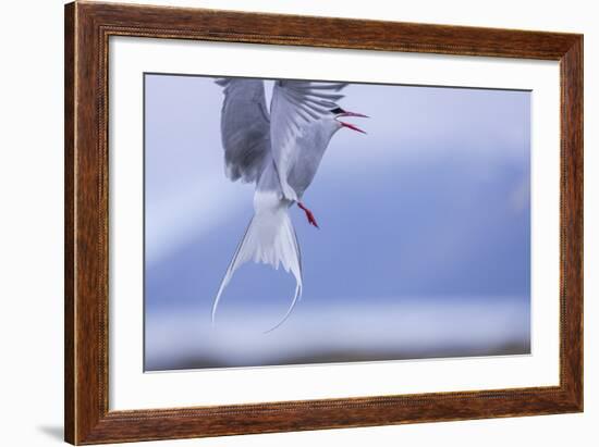 Arctic Tern-Arctic-Images-Framed Photographic Print