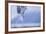 Arctic Tern-Arctic-Images-Framed Photographic Print