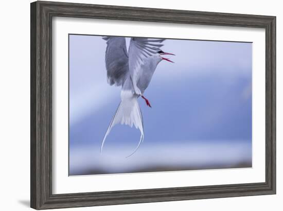 Arctic Tern-Arctic-Images-Framed Photographic Print