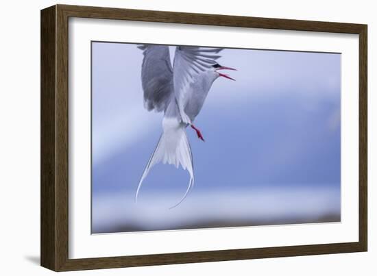 Arctic Tern-Arctic-Images-Framed Photographic Print