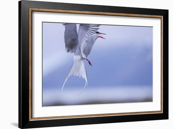 Arctic Tern-Arctic-Images-Framed Photographic Print