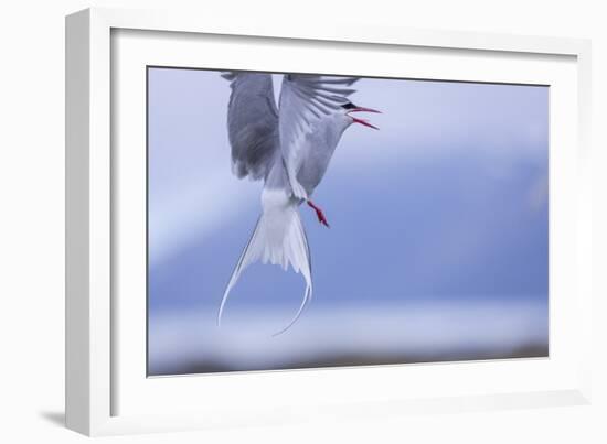 Arctic Tern-Arctic-Images-Framed Photographic Print