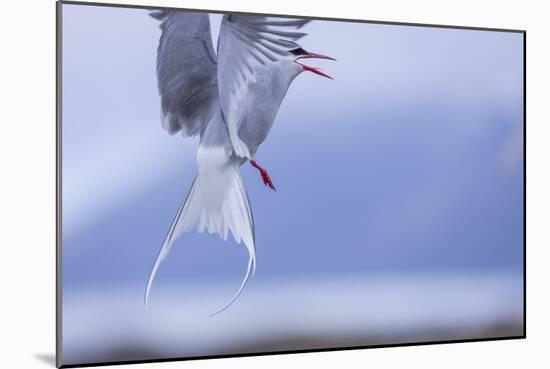 Arctic Tern-Arctic-Images-Mounted Photographic Print