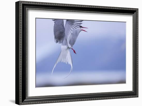 Arctic Tern-Arctic-Images-Framed Photographic Print