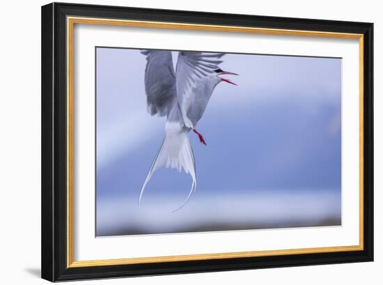 Arctic Tern-Arctic-Images-Framed Photographic Print