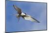 Arctic Tern-Ken Archer-Mounted Photographic Print