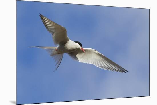 Arctic Tern-Ken Archer-Mounted Premium Photographic Print