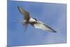 Arctic Tern-Ken Archer-Mounted Premium Photographic Print