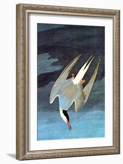 Arctic Tern-John James Audubon-Framed Art Print