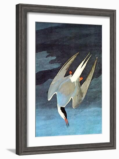 Arctic Tern-John James Audubon-Framed Art Print