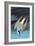 Arctic Tern-John James Audubon-Framed Art Print